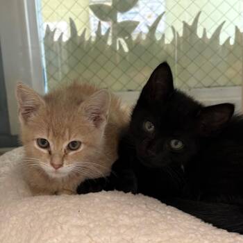 Domestic Short Hair Cats Available for Adoption in East Hanover, New Jersey - Double Dip | PetCurious