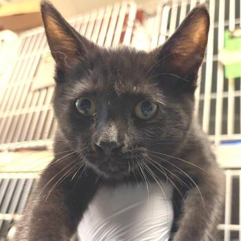 George -  Domestic Short Hair Cat for Adoption in Nashville, Tennessee - George | PetCurious