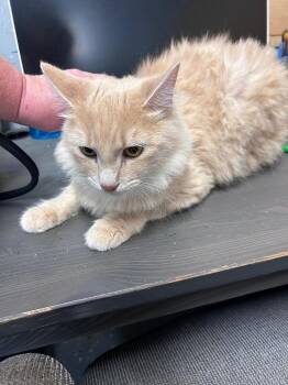 Aunt Fran -  Domestic Short Hair Cat for Adoption in Cumming, Georgia - Aunt Fran | PetCurious
