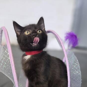 Josh -  Domestic Short Hair Cat for Adoption in Hartville, Ohio - Josh | PetCurious