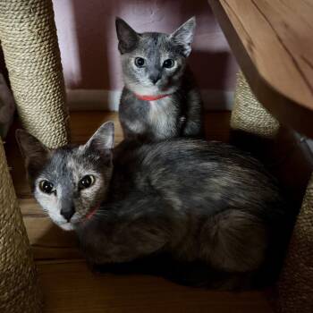 Paintress -  Domestic Short Hair Cat for Adoption in Tempe, Arizona - Paintress | PetCurious