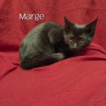 Marge -  Domestic Short Hair Cat for Adoption in Parkersburg, West Virginia - Marge | PetCurious