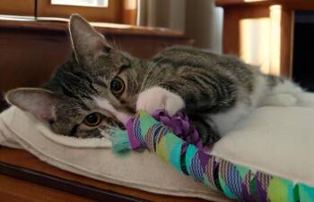 American Shorthair Cats Available for Adoption - Charlie (Bonded With Kaya) | PetCurious