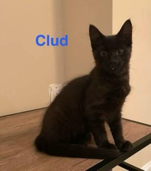 Clud -  Domestic Medium Hair Cat for Adoption in Manchester, Maryland - Clud | PetCurious