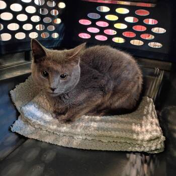 Celery -  Domestic Short Hair Cat for Adoption in Lynchburg, Virginia - Celery | PetCurious