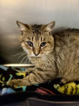 Vernors -  Domestic Short Hair Cat for Adoption in Midland, Michigan - Vernors | PetCurious