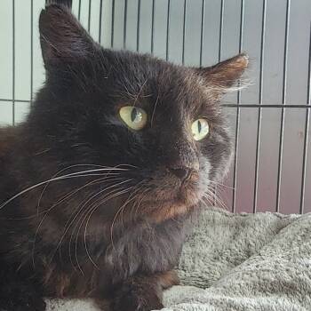 Rescue Domestic Short Hair Cats for Adoption in Fort Smith, Arkansas - Alex (25-10263) | PetCurious