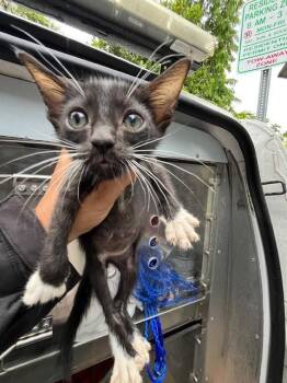 DON -  Domestic Short Hair Cat for Adoption in Doral, Florida - DON | PetCurious