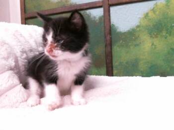 Domestic Short Hair Cats Available for Adoption in Houston, Texas - TOMATO | PetCurious