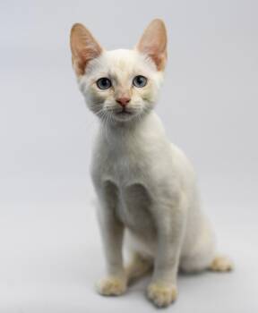Silvermist -  Domestic Short Hair and Siamese Cat for Adoption in Sedalia, Colorado - Silvermist | PetCurious