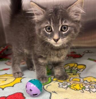 HAMBURGLAR -  Domestic Long Hair Cat for Adoption in Geneva, Illinois - HAMBURGLAR | PetCurious