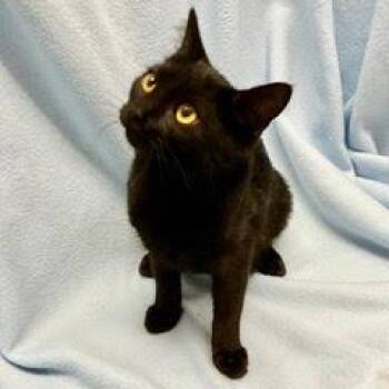 Burdock -  Domestic Short Hair Cat for Adoption in Green Valley, Arizona - Burdock | PetCurious