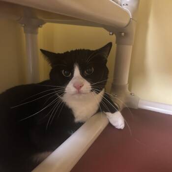 Matcha -  Domestic Short Hair Cat for Adoption in Bedford, New Hampshire - Matcha | PetCurious