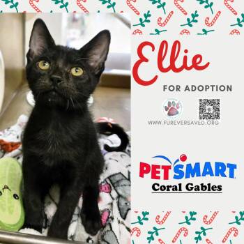 Rescue Domestic Short Hair Cats for Adoption in Miami, Florida - Ellie | PetCurious