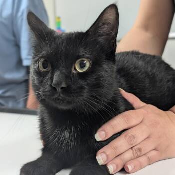 Nocturn -  Domestic Short Hair Cat for Adoption in Canton, Illinois - Nocturn | PetCurious