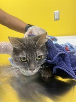 Savanna -  Domestic Short Hair Cat for Adoption in Raleigh, North Carolina - Savanna | PetCurious