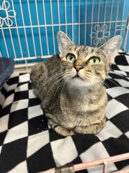 Rubi -  Domestic Short Hair Cat for Adoption in Plano, Texas - Rubi | PetCurious