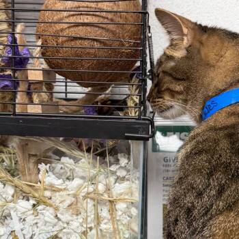 Pickles -  Domestic Short Hair Cat for Adoption in Evansville, Indiana - Pickles | PetCurious
