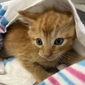 Nino -  Domestic Short Hair Cat for Adoption in Oak Park, Illinois - Nino | PetCurious