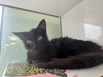 Morocco -  Domestic Long Hair Cat for Adoption in Saint Paul, Minnesota - Morocco | PetCurious