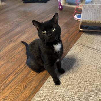 Rescue Domestic Short Hair Cats for Adoption in East Stroudsburg, Pennsylvania - Tux | PetCurious