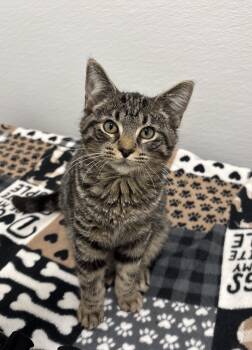 Rescue Domestic Short Hair Cats for Adoption in Chicago, Illinois - Polie | PetCurious