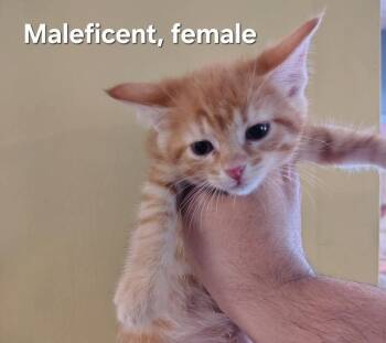 Maleficent -  Domestic Short Hair Cat for Adoption in Evansville, Indiana - Maleficent | PetCurious