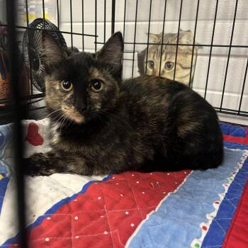 Raven -  Domestic Short Hair Cat for Adoption in Idaho Falls, Idaho - Raven | PetCurious