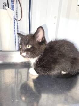 Domestic Short Hair Cats Available for Adoption in Simcoe, Ontario - Auluck | PetCurious