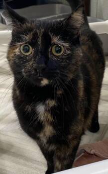 Annie -  Domestic Short Hair Cat for Adoption in Murphysboro, Illinois - Annie | PetCurious