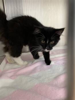 Rescue Domestic Long Hair Cats for Adoption in Sugar Land, Texas - A020644 | PetCurious