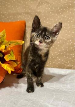 Lexie -  Domestic Short Hair Cat for Adoption in Groveland, Massachusetts - Lexie | PetCurious