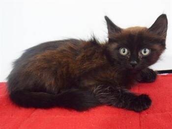 NIKOLAI -  Domestic Medium Hair Cat for Adoption in Sacramento, California - NIKOLAI | PetCurious