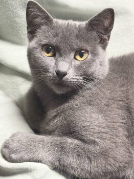 Rescue Domestic Short Hair and Russian Blue Cats for Adoption in Alameda, California - Bluebell | PetCurious