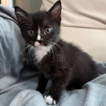 Domestic Short Hair Cats Available for Adoption in Austin, Texas - Handmade Trinket 3 | PetCurious