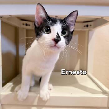 Ernesto -  Domestic Short Hair Cat for Adoption in Phoenix, Arizona - Ernesto | PetCurious