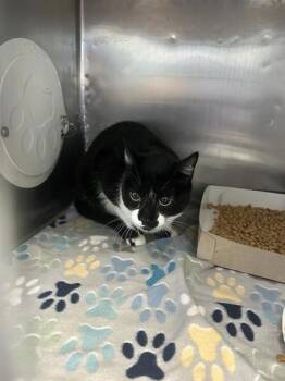 61647957 -  Domestic Medium Hair Cat for Adoption in El Paso, Texas - 61647957 | PetCurious