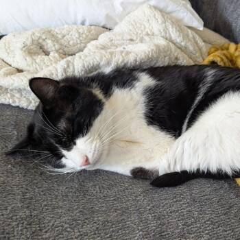 Plume -  Domestic Short Hair Cat Available for Adoption in Fairport, New York - Plume | PetCurious