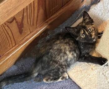 Melody -  Domestic Short Hair Cat for Adoption in Cumberland, Maine - Melody | PetCurious