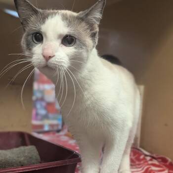 Bailey -  Snowshoe Cat for Adoption in Medford Lakes, New Jersey - Bailey | PetCurious