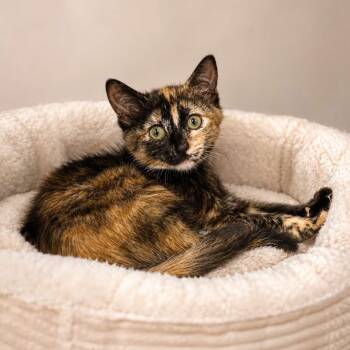 KATE MCKINNON -  Domestic Short Hair Cat for Adoption in Cranston, Rhode Island - KATE MCKINNON | PetCurious