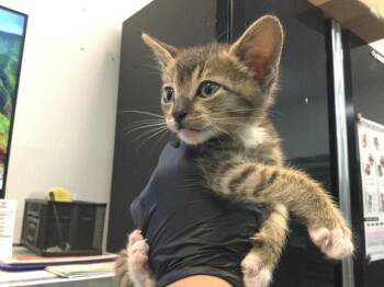 MEADOW -  Domestic Short Hair Cat for Adoption in Thousand Palms, California - MEADOW | PetCurious