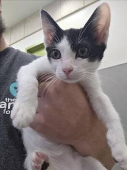 RAY -  Domestic Short Hair Cat for Adoption in Las Vegas, Nevada - RAY | PetCurious