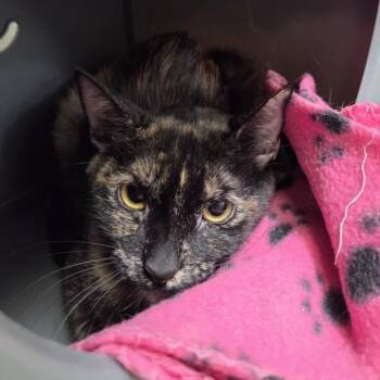CASIE -  Domestic Short Hair Cat for Adoption in Las Vegas, Nevada - CASIE | PetCurious