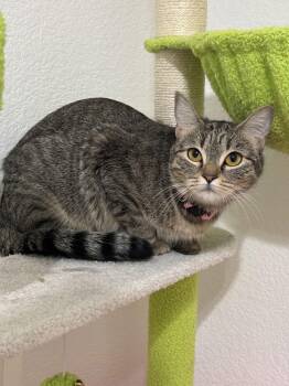 Domestic Short Hair Cats Available for Adoption - Tara | PetCurious