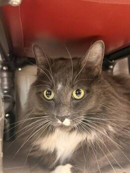 Smurf -  Domestic Long Hair Cat for Adoption in Fayetteville, Arkansas - Smurf | PetCurious