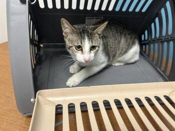 Domestic Short Hair Cats Available for Adoption in Rowlett, Texas - LEVY | PetCurious