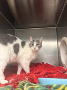 LOLA -  Domestic Short Hair Cat for Adoption in Fort Walton Beach, Florida - LOLA | PetCurious