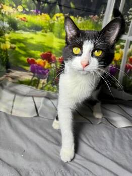 Raindrop -  Domestic Short Hair Cat for Adoption in Greensburg, Pennsylvania - Raindrop | PetCurious