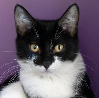 Dabble -  Domestic Short Hair Cat for Adoption in Pontiac, Michigan - Dabble | PetCurious